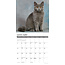 British Shorthair Calendar 2025