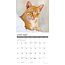 Red Cat Calendar 2025