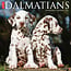 Dalmatian Calendar 2025