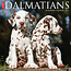 Willow Creek Calendrier Dalmatien 2025