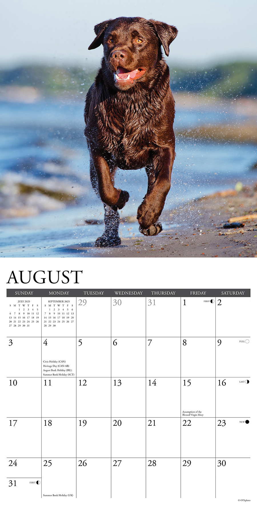 Labrador Retriever Brown Kalender 2025 kaufen Einfach online