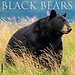 Willow Creek Calendario degli orsi neri 2025