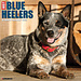 Willow Creek Blue Heeler Kalender 2025