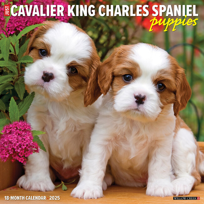 Cavalier King Charles Spaniel Welpen Kalender 2025