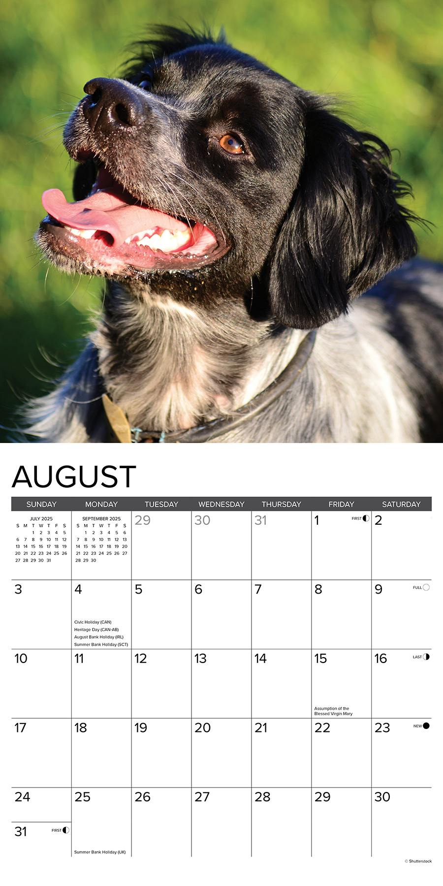 Comprar Calendario Brittany Spaniel 2025 Simplemente haz tu pedido