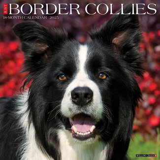 Willow Creek Calendrier Border Collie 2025