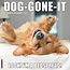 Calendario Dog-Gone-It 2025