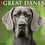 Great Dane Calendar 2025