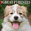 Pyrenean Mountain Dog Calendar 2025