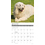 Pyreneese Berghond Kalender 2025