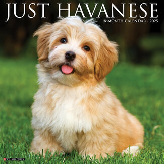 Willow Creek Havanese Calendar 2025