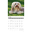 Havanese Calendar 2025