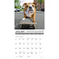 Bulldog Bad Boys Kalender 2025