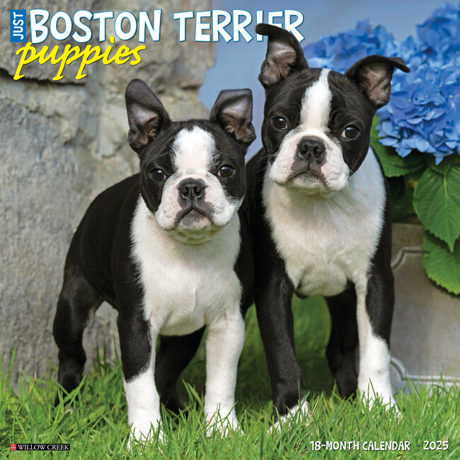 Calendario dei cuccioli di Boston Terrier 2025