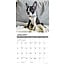 Boston Terrier Puppies Calendar 2025