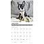 Calendario dei cuccioli di Boston Terrier 2025