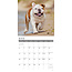 Engelse Bulldog Kalender 2025