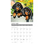 Calendrier des chiots teckel 2025