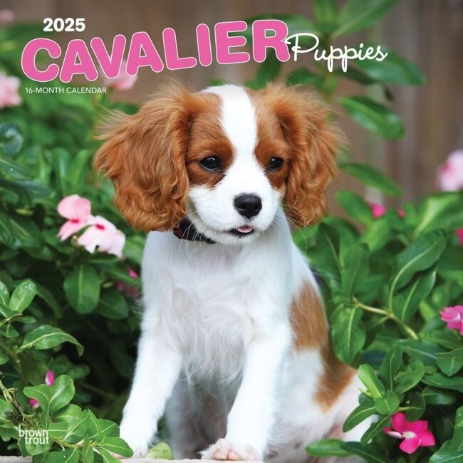 Cavalier King Charles Spaniel Welpen Kalender 2025