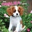 Browntrout Cavalier King Charles Spaniel Puppies Kalender 2025