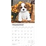 Cavalier King Charles Spaniel Welpen Kalender 2025