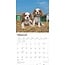 Cavalier King Charles Spaniel Welpen Kalender 2025