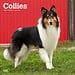 Browntrout Schottischer Schäferhund / Collie Kalender 2025