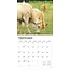 Calendrier des vaches 2025