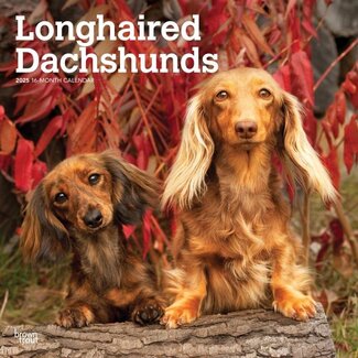 Browntrout Dachshund Pelo Largo Calendario 2025