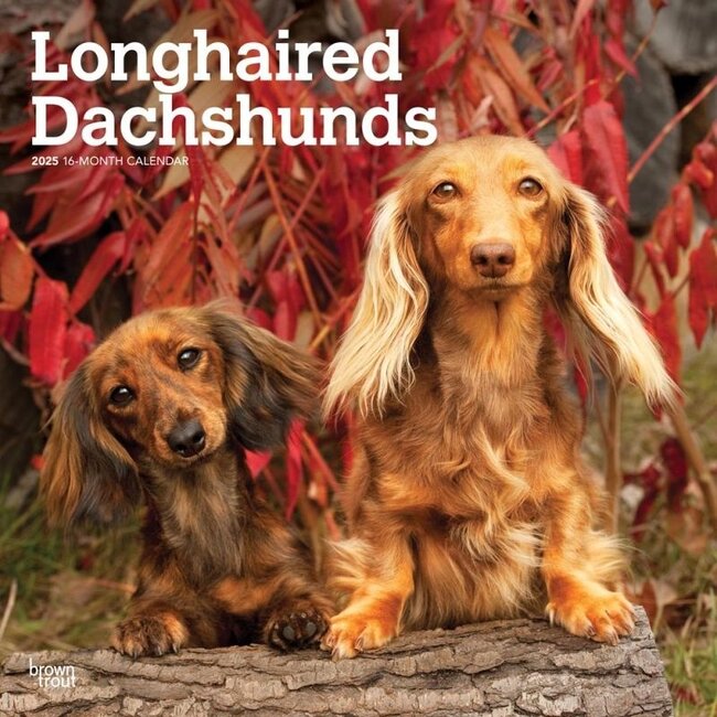 Dachshund Longhair Calendar 2025