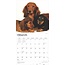 Dachshund Longhair Calendar 2025