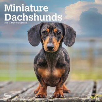 Browntrout Miniatur-Dachshund-Kalender 2025