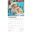 Miniature Dachshund Calendar 2025