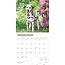 Calendrier Dalmatien 2025