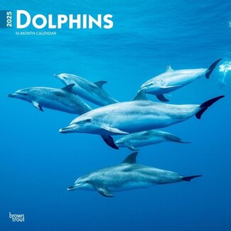 Browntrout Dolfijnen Kalender 2025