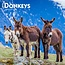 Donkey Calendar 2025