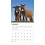 Donkey Calendar 2025