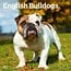 Calendario Bulldog Inglese 2025