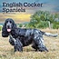 Browntrout Englischer Cocker Spaniel Kalender 2025