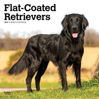 Browntrout Flatcoated Retriever Kalender 2025