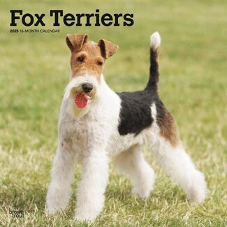 Browntrout Calendrier Fox Terrier 2025