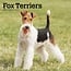 Browntrout Foxterrier-Kalender 2025