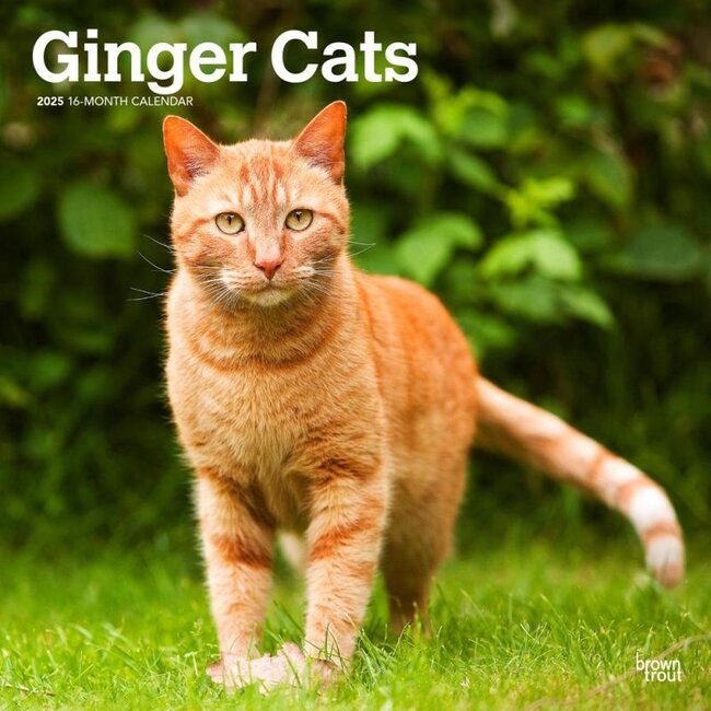 Red Cat Calendar 2025