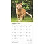 Red Cat Calendar 2025