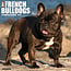 French Bulldog Calendar 2025