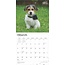 Jack Russell Terrier Cachorros Calendario 2025