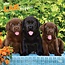 Browntrout Calendario dei cuccioli di Labrador Retriever 2025