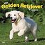 Golden Retriever-Welpen Kalender 2025