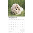 Golden Retriever Puppies Kalender 2025