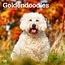 Browntrout Calendario Goldendoodle 2025